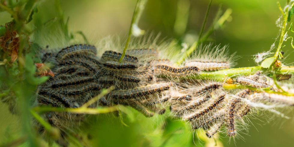 Nest des Eichenprozessionsspinners