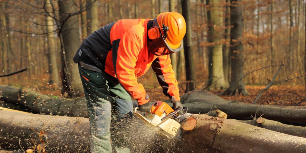 Forstarbeiter zersägt liegenden Baum