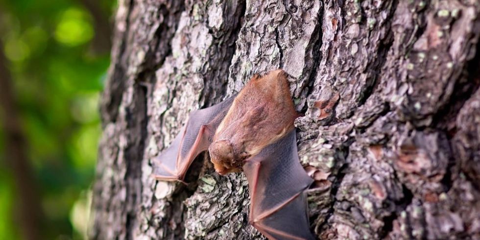 Fledermaus