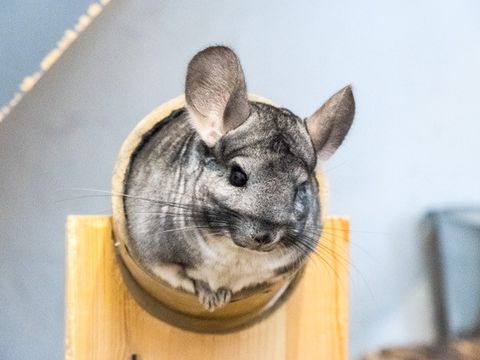 Bild zeigt einen Chinchilla