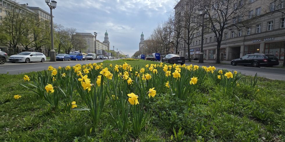 Frankfurter Allee mit Narzissen auf dem Mittelstreifen