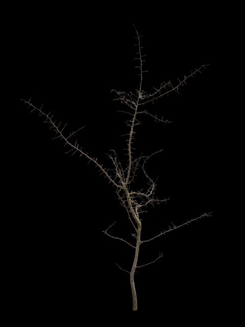 0607_david-edward-allen_pear-tree.jpg