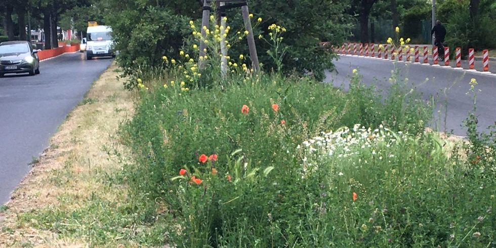 Blühender Mittelstreifen