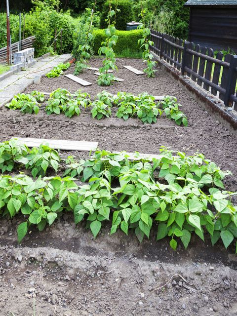 Gemüsebeet im Garten