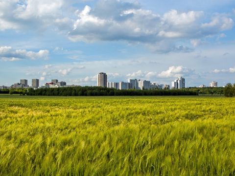 Kornfeld vor der Gropiusstadt in Berlin