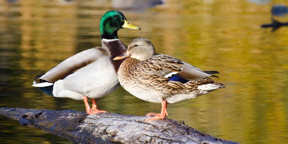 Männliche und weibliche Stockente stehen nebeneinander auf einem im Wasser liegenden Ast