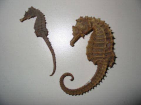 Seepferdchen