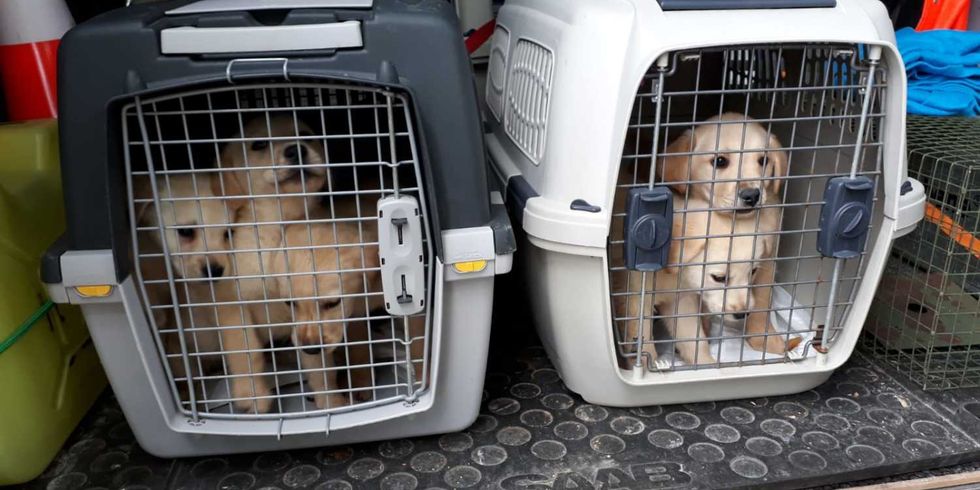 Deutscher Tierschutzbund Landesverband Bayern e.V.