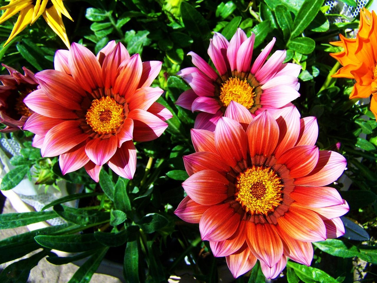 Frühlingsblumen