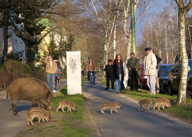 Wildschweinsau mit Frischlingen mitten im Wohngebiet (Bild: Florian Möllers)