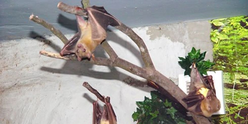 hängende Fledermäuse