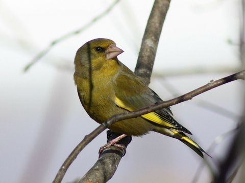 Grünfink auf einem Zweig ohne Blätter
