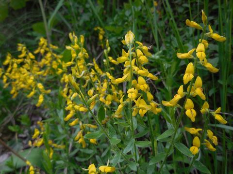 (Bild: Ed Stikvoort – Saxifraga)