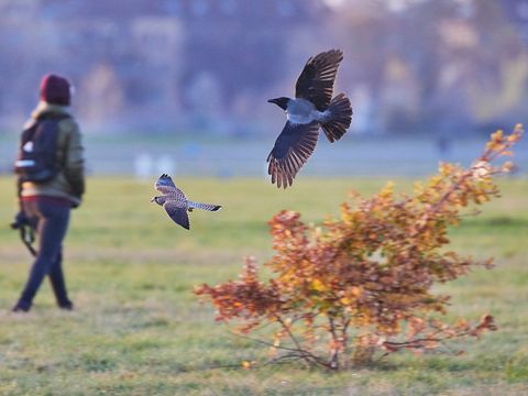 (Bild: Josef Vorholt)