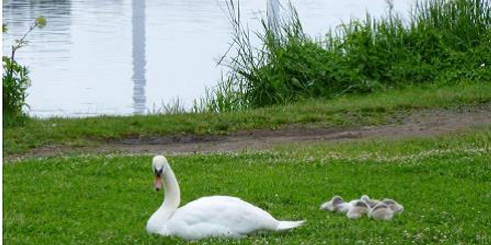 Schwan mit Jungvögeln auf der Schwanenwiese