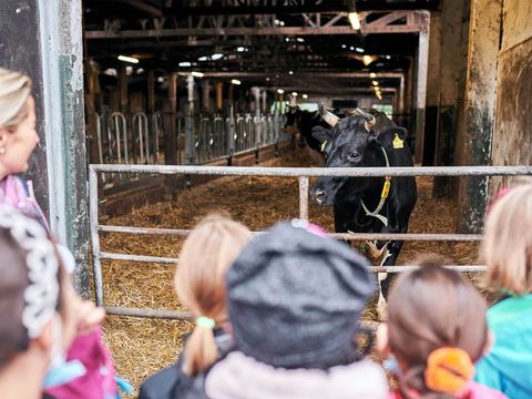 meinem-Schulessen-auf-der-spur-oekohof-rind