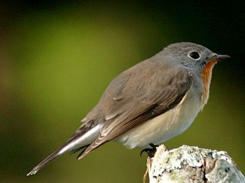 Freibrüter - Zwergschnäpper