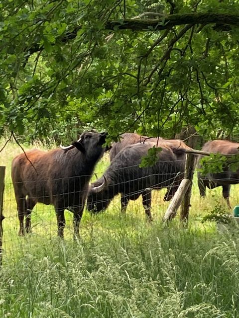 Wasserbüffel im Tegeler Fließ (Bild: BA Rdf)