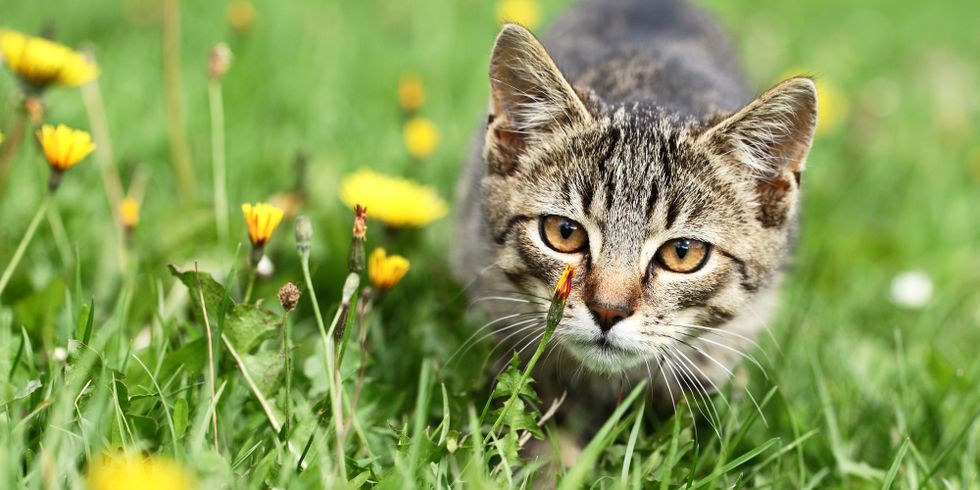 Katze lauert im Gras