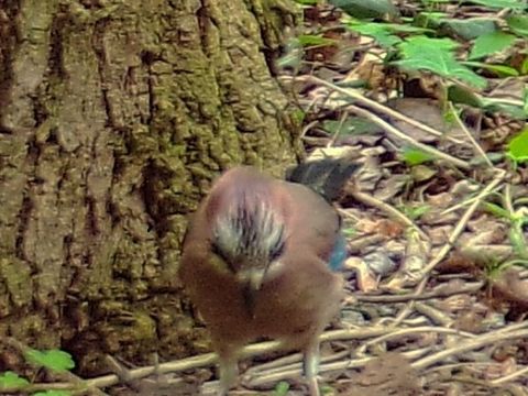 Tier des Monats: der Eichelhäher
