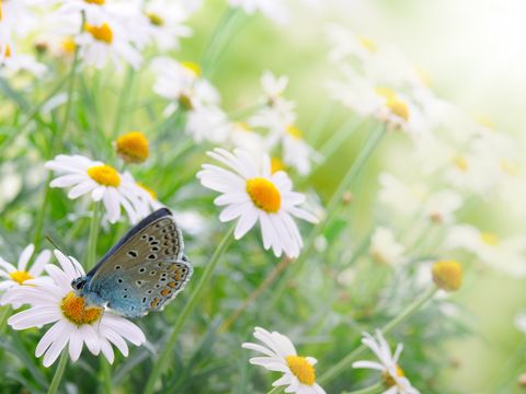 Gänseblümchen