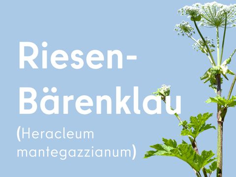 Riesen-Bärenklau