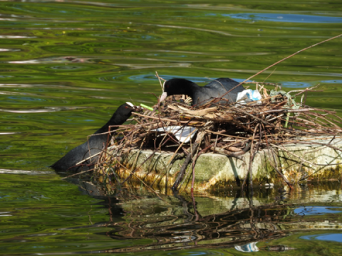 Die Blessrallen haben eine Nisthilfe angenommen und bauen das Nest weiter aus, während ein Tier bereits zu brüten scheint