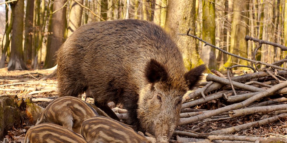 Wildschweine Bache und Frischlinge