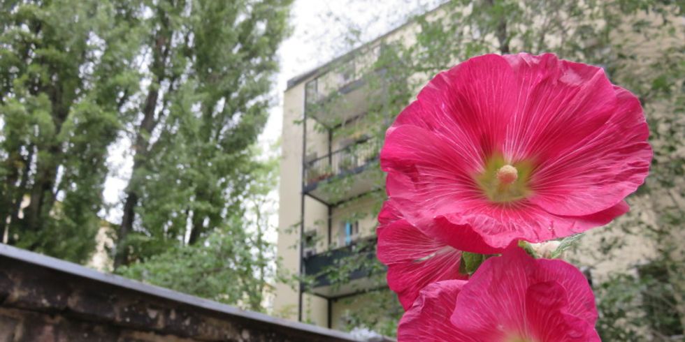 Blume 2 Hof SprengelHaus