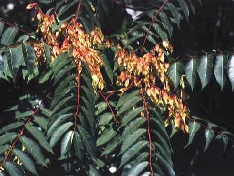Götterbaum - Früchte und Blätter des Götterbaums