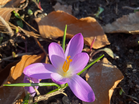 Blumen wachsen durch Laubblätter am Boden