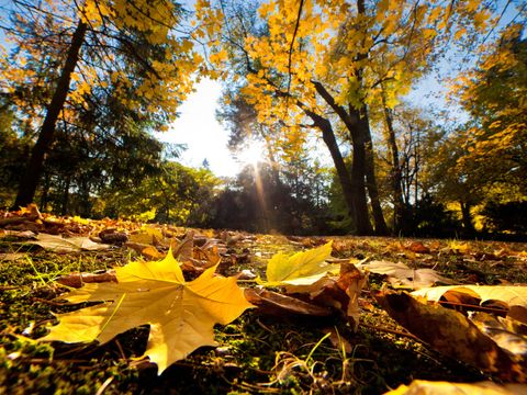 Park im Herbst mit fallenden Blättern