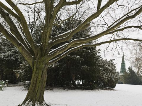 Eine Hainbuche im winterlichen Viktoriapark
