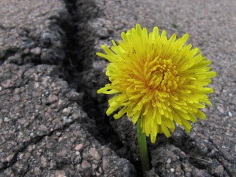 Asphalt mit Blume