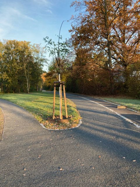Neupflanzungen des überarbeiteten Johann-Baptist-Gradl-Grünzugs (Bild: Utz Keil)