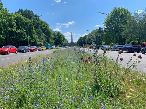 Ein langer Blühstreifen verläuft von der Bildmitte Richtung Horizont, im Fluchtpunkt die Siegessäule vor blauem Himmel. Im Blühstreifen wachsen neben Gräsern Pflanzen mit blauen Blüten, wie Kornblume und Natternkopf. Am rechten Bildrand ragt eine Distel mit lilafarbenen Blüten auf. Links und rechts verläuft eine zweispurige Straße mit parkenden Autos, dahinter Straßenlaternen und hohe Bäume.