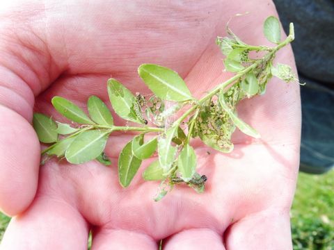 Buchsbaumzünsler: Jungraupenfraß (Bild: Pflanzenschutzamt Berlin)