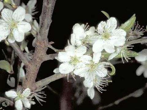 Schlehe - Blüten eines Schlehenstrauchs