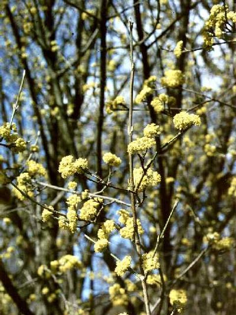 Kornelkirsche - Blüten einer Kornelkirsche