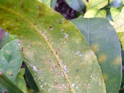 Deckelschildläuse an Zimmerpflanze (Bild: Pflanzenschutzamt Berlin)