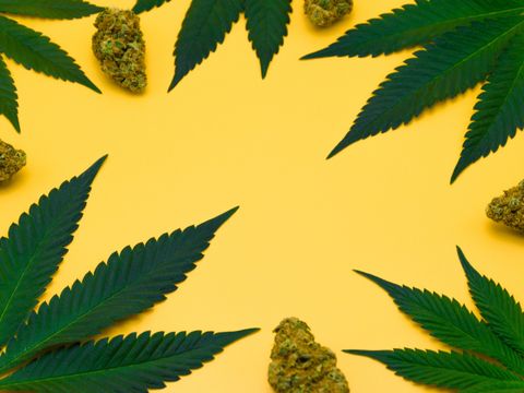 Grüne, frische Cannabisblätter umrahmen getrocknete Blütenknospen auf gelbem, isoliertem Hintergrund mit Freiraum. Marihuana-Blatt auf orangefarbenem Hintergrund, Studioaufnahme, Draufsicht.