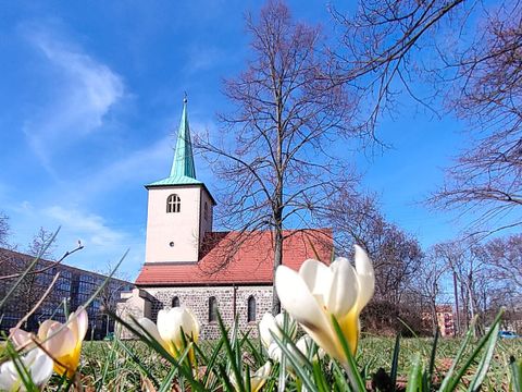 Frühblüher in Großaufnahme im Vordergrund mit alter Feldstein-Kirche im Hintergrund, unter blauem Himmel