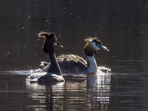 Zwei Haubentaucher schwimmen bei Sonnenuntergang