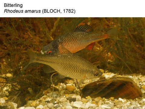 04 Bitterling - Rhodeus amarus (Bloch, 1782) (Image: Andreas Hartl)