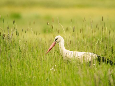 Storch_und_Rind