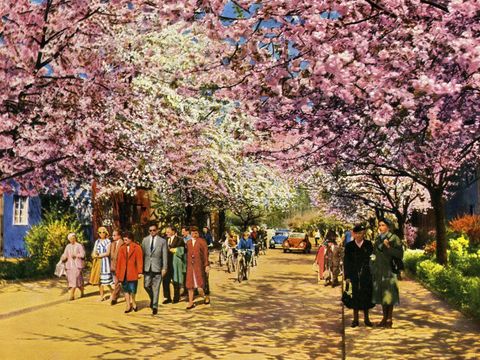 Baumblüten Onkel-Bräsig-Straße