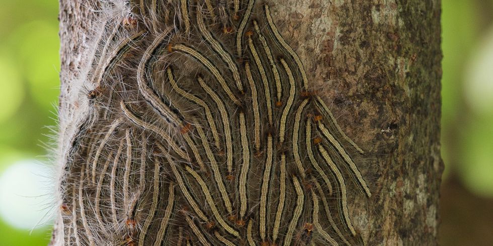 Eichenprozessionsspinner am Baum