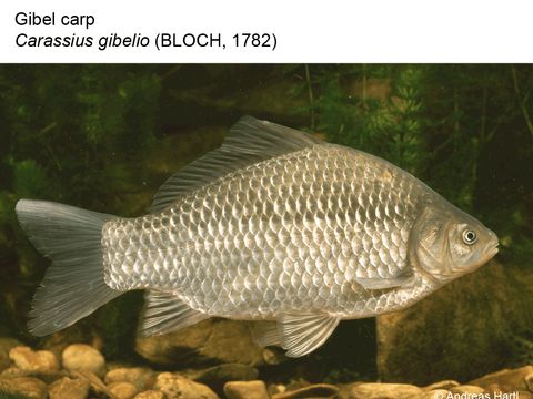 16 Gibel carp - Carassius gibelio (Bloch, 1782) (Image: Andreas Hartl)