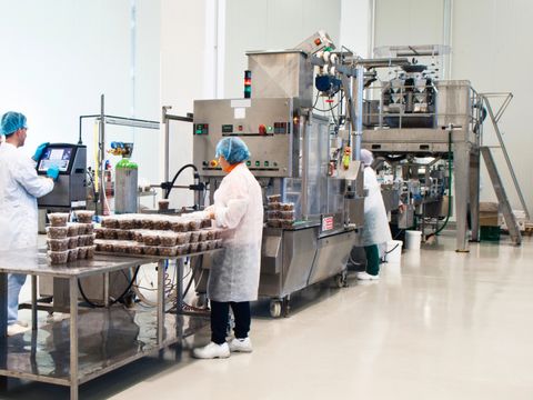 Oliven Produktion