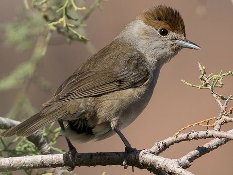 Mönchsgrasmücke auf einem Ast in der Sonne